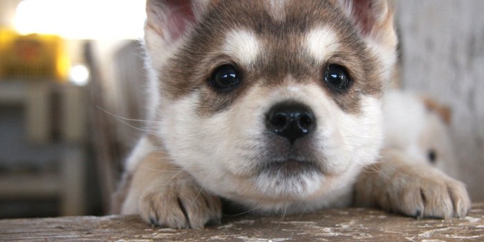 2560x1920 2560x1920, Hd Wallpaper - Husky Puppy Wallpaper Hd - 2560x1920 Wallpaper -  teahub.io