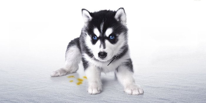 1920x1080 Husky Wallpaper Desktop Husky Puppy Wallpaper Animal - Puppy Wallpapers For  Desktop - 1920x1080 - Download HD Wallpaper - WallpaperTip