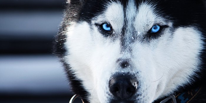 1280x800 Download the Best HD Husky Wallpapers for iOS and Android