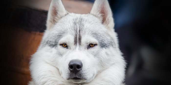 2560x1600 Siberian Husky wallpapers HD for desktop backgrounds