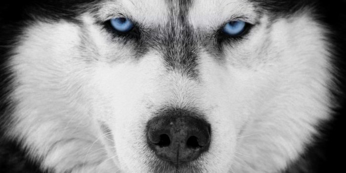3840x2560 3094564 / black and white, blue eyes, dog, husky, siberian husky 4k  wallpaper - Cool wallpapers for me!