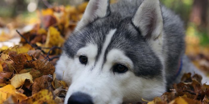 1920x1200 Siberian Husky Wallpapers Desktop Background