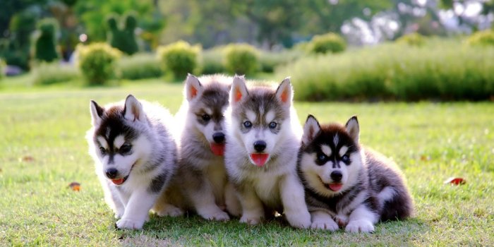 1332x850 Wallpaper Park, puppies, kids, lawn, puppy, husky, dog, park, cute, husky  images for desktop, section собаки - download