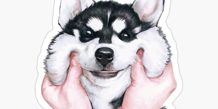 1000x1000 Husky Vector - Siberian Husky Wallpaper