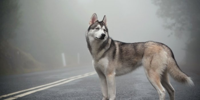 2560x1600 Siberian Husky Wallpapers Full HD 79541 - Baltana