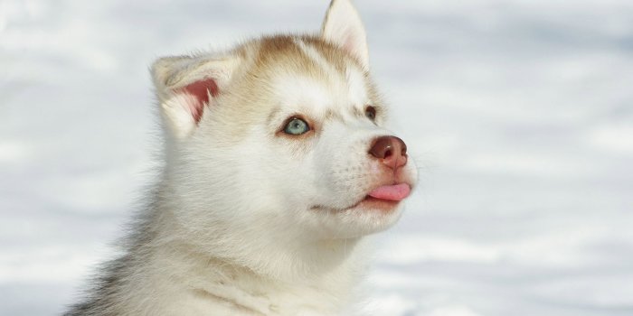 1920x1200 Cute White Husky Wallpaper #6785559
