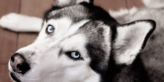 1000x1500 Husky Wallpapers: Free HD Download [500+ HQ] | Unsplash