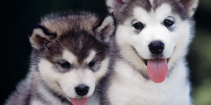 1600x1200 Baby Husky Wallpapers