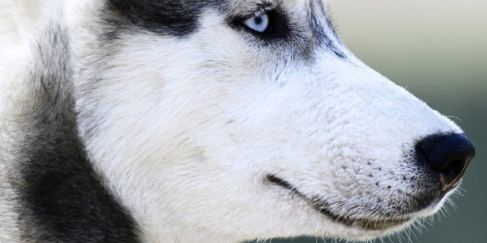 1440x2630 Download 1440x2630 wallpaper husky, dog, muzzle, white, samsung galaxy note  8, 1440x2630 hd image, background, 5008