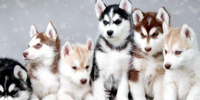 999x799 Husky Wallpapers FULL HD for Android - APK Download