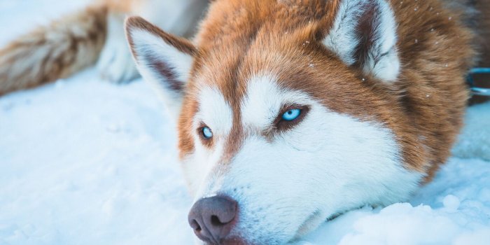 1366x768 1366x768 Siberian Husky In Snow 1366x768 Resolution HD 4k Wallpapers,  Images, Backgrounds, Photos and Pictures