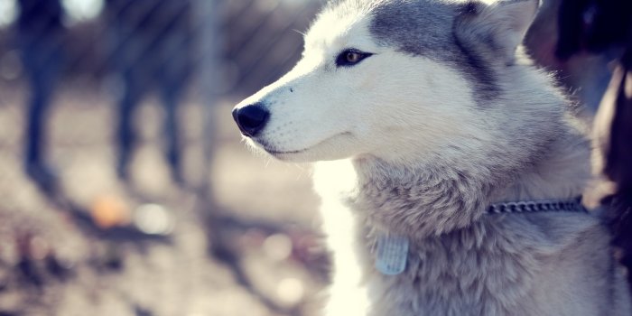 1920x1200 Free download Husky Wallpapers High Resolution and Quality Download  [1920x1200] for your Desktop, Mobile & Tablet | Explore 71+ Husky Wallpaper  | Siberian Husky Wallpaper, Free Husky Wallpaper,