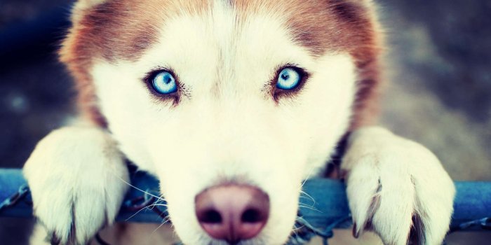 1920x1080 10 Fantastic HD Husky Wallpapers