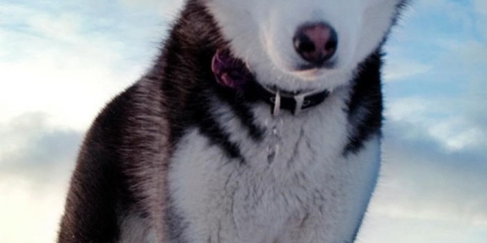 1080x1920 6115394 / 1080x1920 siberan husky, animals, dog, ice for Iphone 6, 7, 8  wallpaper - Cool wallpapers for me!