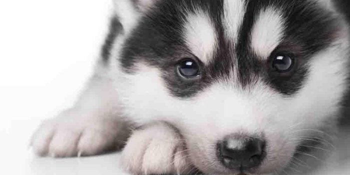 1199x800 Husky Animal Wallpaper | Wallpapers Minimalist