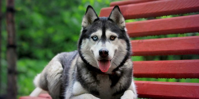 1920x1200 Husky Wallpaper #6847860