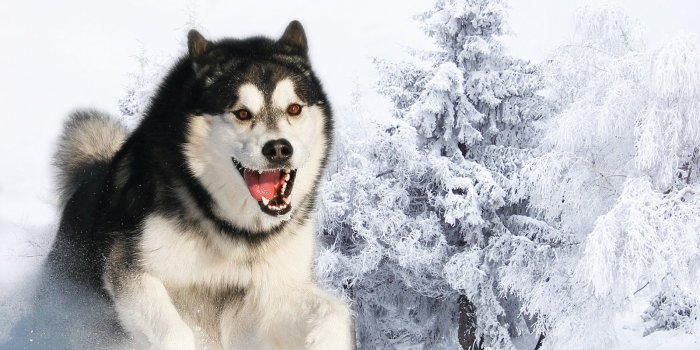 1600x1200 Husky wallpaper | 1600x1200 | #46270