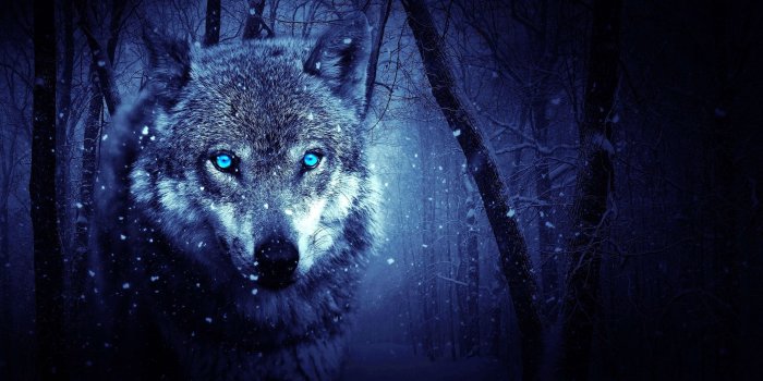 3758x2113 Wolf Eye Wallpapers 4K - Wolf-Wallpapers.pro