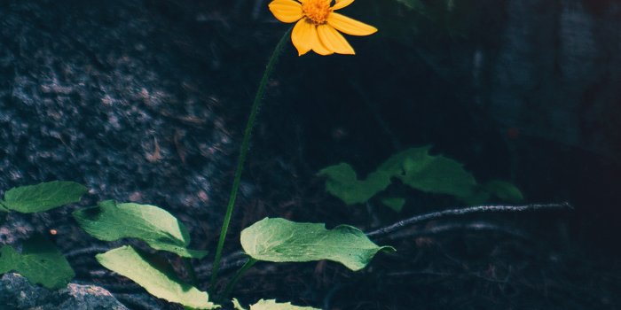 1242x2208 Lonely Wallpaper - 1242x2208 Wallpaper - teahub.io