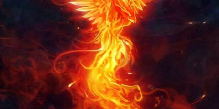 1080x1920 Wallpaper Android Phoenix - 2021 Android Wallpapers