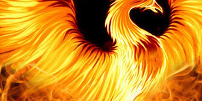 1080x1920 Phoenix Backgrounds For Android - 2021 Android Wallpapers