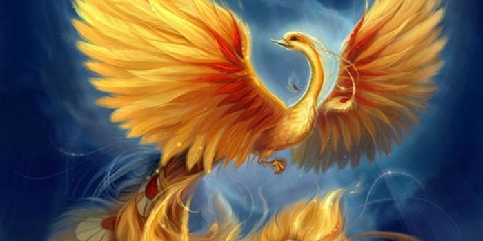 1024x768 Phoenix HD Wallpaper,fantasy Wallpaper,phoenix Wallpapers Desktop  Background