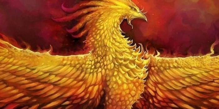 1080x1920 Phoenix Wallpapers and HD Backgrounds free download on PicGaGa
