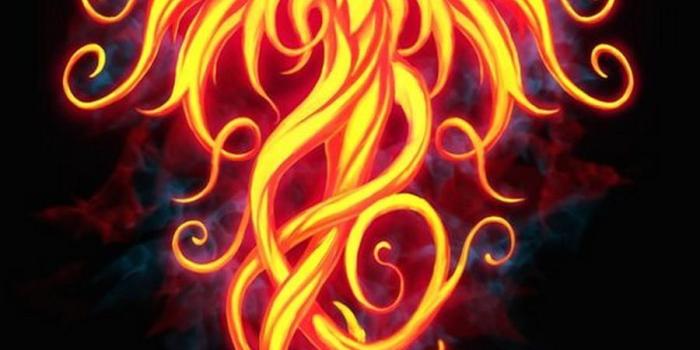 900x1440 Phoenix Wallpapers for Android - APK Download