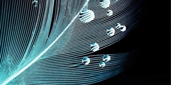 736x1309 Feather wallpaper, Huawei wallpapers, Abstract iphone wallpaper