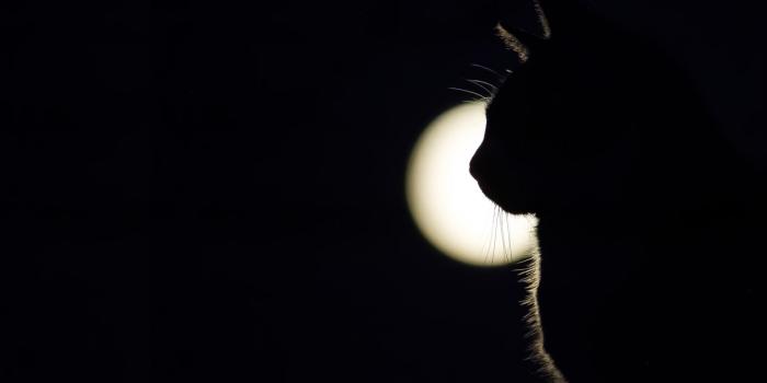 1332x850 Wallpaper cat, light, shadow images for desktop, section кошки - download
