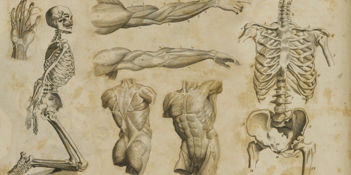 1920x1080 Anatomy Wallpapers - Top Free Anatomy Backgrounds - WallpaperAccess