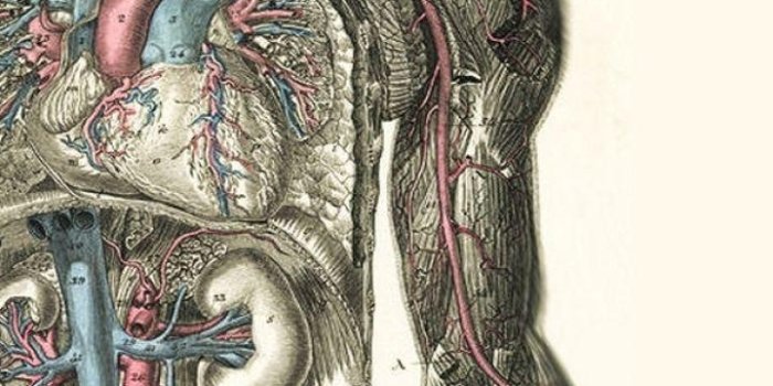 720x1280 Anatomy Phone Wallpapers