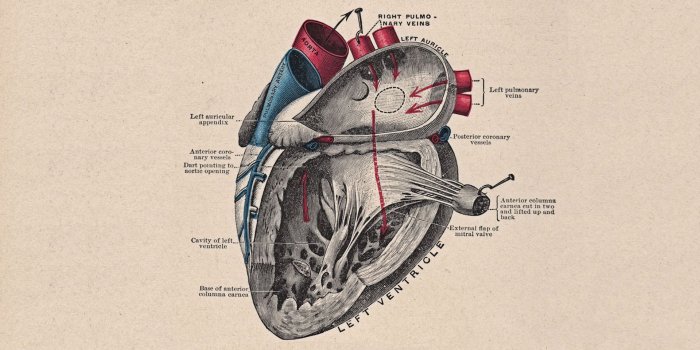 1920x1080 Heart Anatomy Wallpapers - Top Free Heart Anatomy Backgrounds -  WallpaperAccess