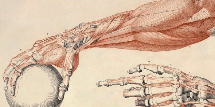 1920x1080 Anatomy Wallpapers