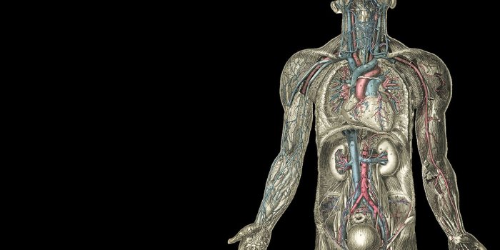 1440x900 Anatomy wallpaper | danaspae.top