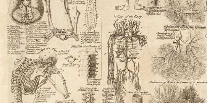 720x1280 Anatomy Wallpapers | Anatomy art, Human anatomy art, Vintage poster art