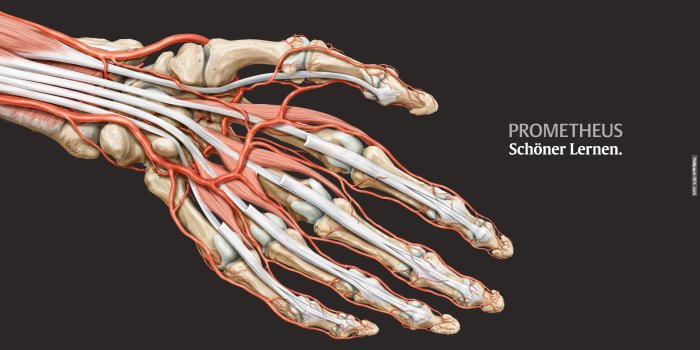 2560x1440 Anatomy 4K wallpapers for your desktop or mobile screen free and easy to  download