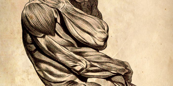 1000x1267 Desktop Wallpapers | Human Anatomy and Structure of Living Things