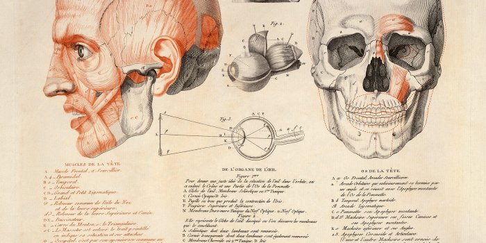 1725x1575 Download Wallpapers, Download skulls anatomy human infographics muscles  1725x1575 wallpaper People HD Wallpaper,Hi Res People Wallpaper,High  Definition Wallpapers