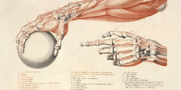 1763x1322 Artistic Anatomy Wallpaper and Background Image | 1763x1322