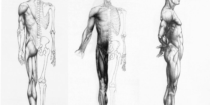2100x1488 Human Anatomy In Three Ways Wallpapers HD / Desktop and Mobile