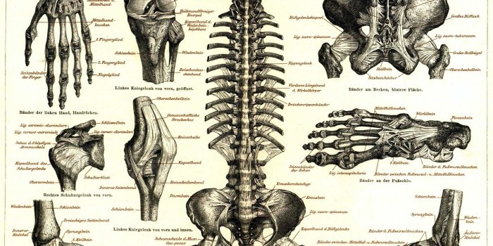 2048x1656 medicine anatomy skeletons infographics 2048x1656 wallpaper High Quality  Wallpapers,High Definition Wallpapers