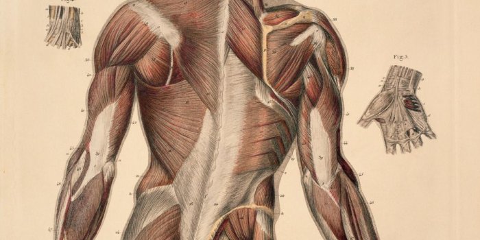 953x1280 Muscles Anatomy Wallpapers - Top Free Muscles Anatomy Backgrounds -  WallpaperAccess