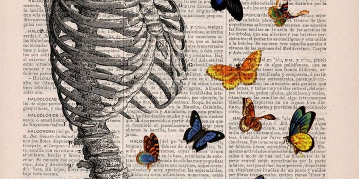 880x1245 These anatomical drawings on old book pages are so gorgeous, you're going  to want to wallpaper your room in them