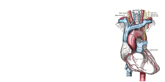 1920x1080 infographics simple background #medicine #science #heart #1080P #wallpaper  #hdwallpaper #desktop | Medical wallpaper, Cute desktop wallpaper, Macbook  wallpaper