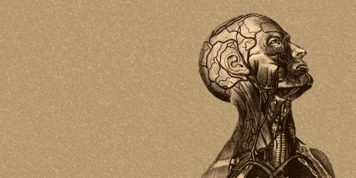 1440x900 Anatomy Wallpaper Hd (#3093928) - HD Wallpaper & Backgrounds Download