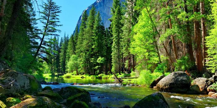 2560x1600 Mountain River Rock Pine Forest Wallpaper For Desktop 8915 2560x1600 :  Wallpapers13.com