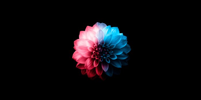 5120x2880 Wallpaper 4k Flower Oled Dark 4k Wallpaper