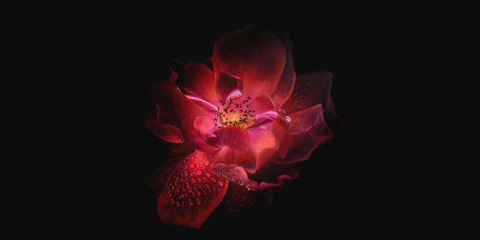 2560x1600 The Best 9 Black Oled Wallpaper 4K For Pc - wimoreyut
