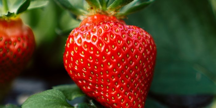 1000x1500 100+ Strawberry Pictures | Download Free Images on Unsplash